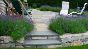 phoca_thumb_l_bluestone patio delmar