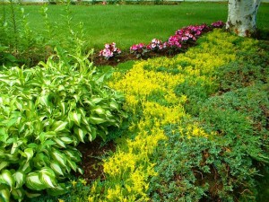 phoca_thumb_l_planting-12RESIZED
