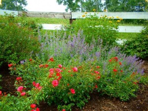 phoca_thumb_l_planting-6RESIZED