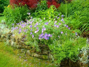 phoca_thumb_l_planting-9RESIZED